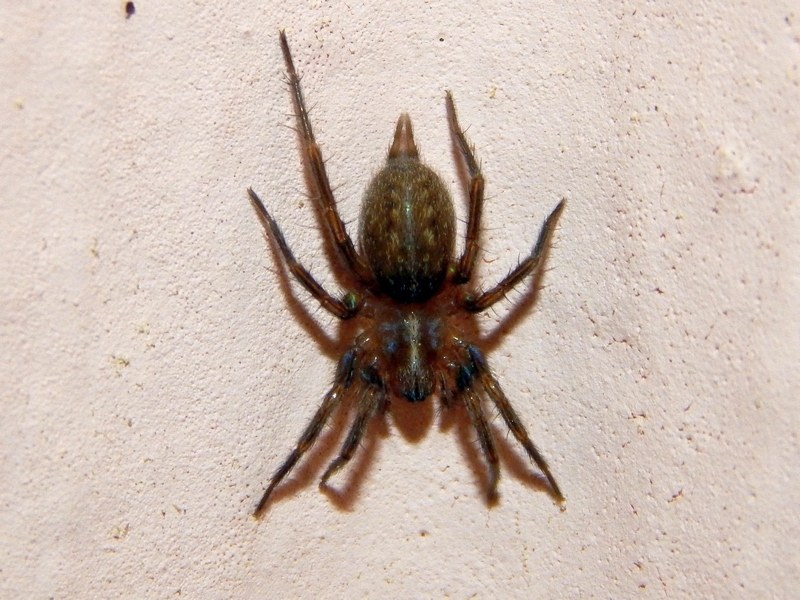 Lycosoides coarctata - Marcelli di Numana (AN)